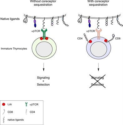 MHC-independent αβT cells: Lessons learned about thymic selection and MHC-restriction